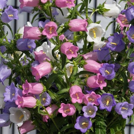 Champion Pro Mix, (F1) Campanula Seeds - 1,000 Seeds image number null